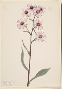 Showy Aster by Mary Vaux Walcott