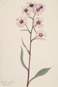 Showy Aster by Mary Vaux Walcott