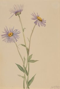 Showy Fleabane by Mary Vaux Walcott