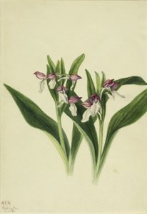 Showy Orchis by Mary Vaux Walcott