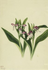 Showy Orchis Orchis spectabilis by Mary Vaux Walcott