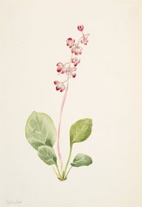 Showy Pyrolla
