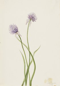 Siberian Onion Allium sibericum, 1903