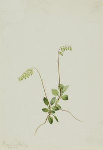 Sidebells Pyrola by Mary Vaux Walcott