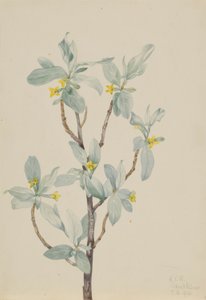 Silverberry by Mary Vaux Walcott
