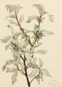Silverberry by Mary Vaux Walcott