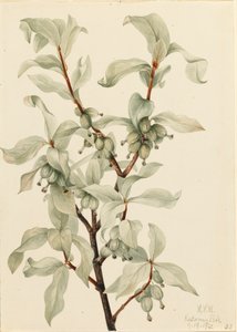 Silverberry Elaeagnus commutata, 1922 by Mary Vaux Walcott