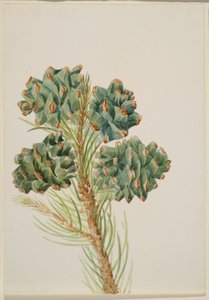 Single-Leaf Pine
