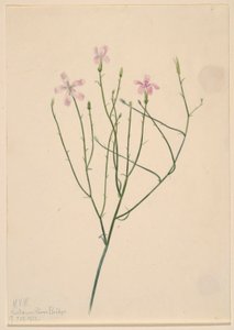 Skeleton Flower
