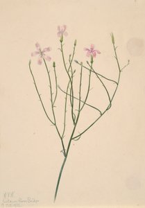 Skeleton Flower Lygodesmia juncea, 1923 by Mary Vaux Walcott
