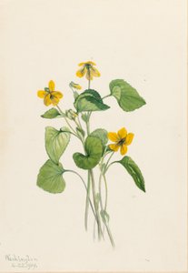 Smooth Yellow Violet by Mary Vaux Walcott