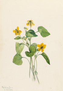 Smooth Yellow Violet Viola eriocarpa by Mary Vaux Walcott