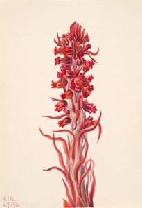 Snow Plant Sarcodes sanguinea by Mary Vaux Walcott