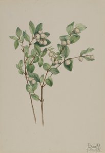 Snowberry (Symphoricarpos albus) by Mary Vaux Walcott
