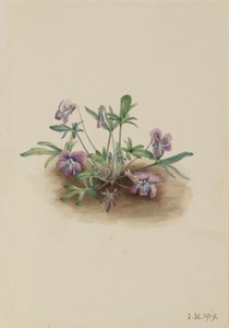 Southern Coast Violet (Viola Septemloba)