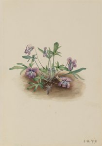 Southern Coast Violet Viola septemloba