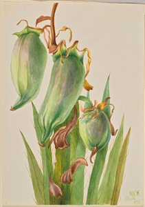 Spanish Bayonet (Yucca baccata)