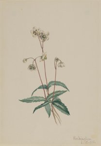Spotted Pipsissewa by Mary Vaux Walcott