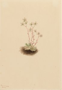 Spotted Saxifrage Saxifraga Bronchialis