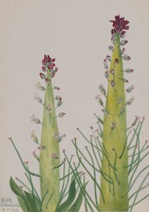 Squaw-Cabbage Caulanthus inflatus, 1935 by Mary Vaux Walcott