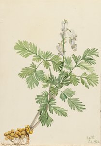 Squirrel Corn Bikukulla Canadensis, 1920 by Mary Vaux Walcott