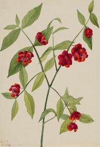 Strawberry Bush-Hearts Bustin