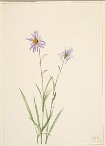 Swamp Aster by Mary Vaux Walcott