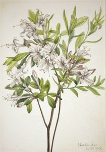 Swamp Azalea (Azalea viscosa) by Mary Vaux Walcott