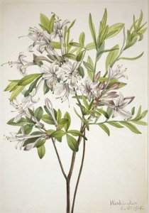 Swamp Azalea Azalea viscosa by Mary Vaux Walcott