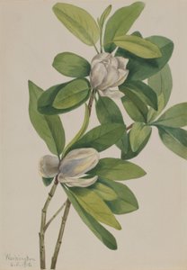 Swamp Magnolia (Magnolia virginiana) by Mary Vaux Walcott