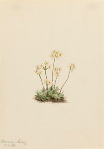 Sweet Androsace Androsace carinata