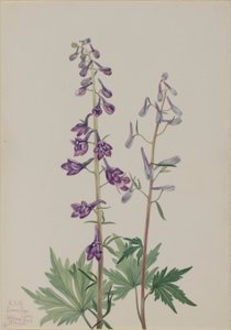 Tall Larkspur by Mary Vaux Walcott