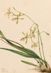 Tampa Epidendrum Epidendrum tampense by Mary Vaux Walcott
