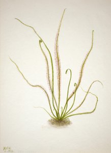 Thread Leaf Sundew Drosera rotundifolia by Mary Vaux Walcott