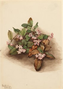 Trailing Arbutus Epigaea repens, 1917 by Mary Vaux Walcott