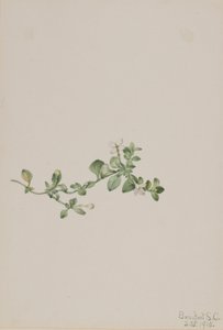 Trailing Houstonia