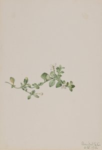 Trailing Houstonia, 1918 by Mary Vaux Walcott