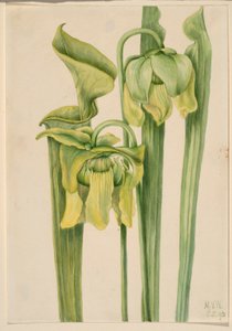 Trumpetleaf