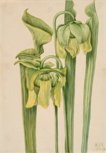 Trumpetleaf Sarracenia flava