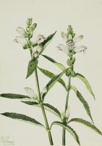Turtlehead by Mary Vaux Walcott