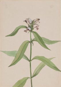 Turtlehead (Chelone glabra)