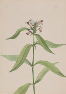 Turtlehead Chelone Glabra