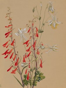 Untitled--Flower Study by Mary Vaux Walcott