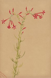 Untitled--Flower Study