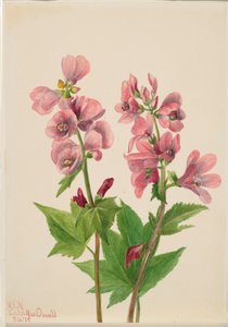 Untitled (Flower Study) by Mary Vaux Walcott