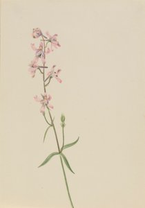 Untitled (Flower Study) by Mary Vaux Walcott