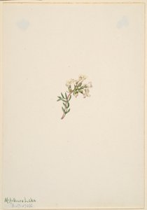 Untitled--Flower Study