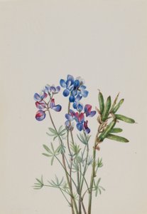 Untitled--Flower Study