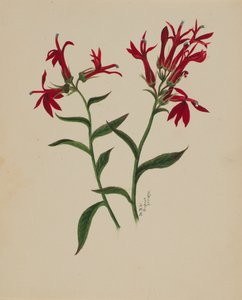 Untitled--Flower Study by Mary Vaux Walcott