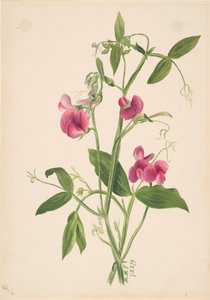 Untitled--Flower Study